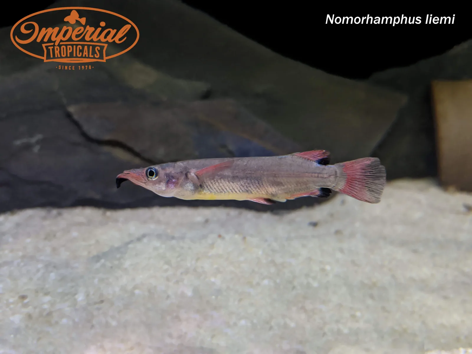 Celebes Halfbeak