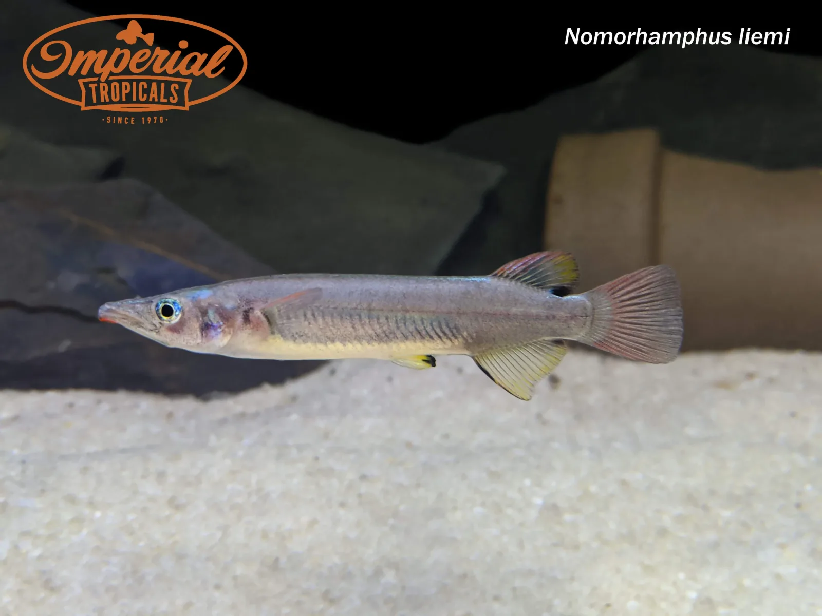 Celebes Halfbeak - Image 2