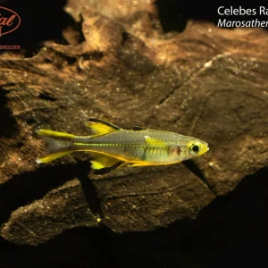 Celebes Rainbowfish