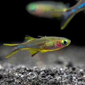 Celebes Rainbowfish (Marosatherina ladigesi), Tank-Bred