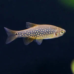 Celestial-Emerald Danio Hybrid AKA Hybrid Galaxy Microrasbora (Danio margaritatus x Danio erythromicron) – Tank Bred