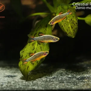 Celestial Pearl Danio