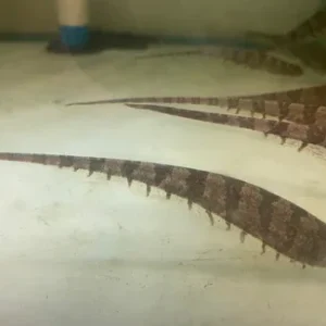 Centipede Knifefish