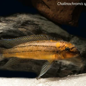 Chalinochromis sp. "Bifrenatus"