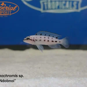 Chalinochromis sp. Ndobnoi