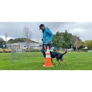 Channel Heeling: A Fun & Easy Way to Teach Heeling for Dog Sports