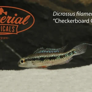 Checkerboard Cichlid