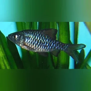 Checkered Barb