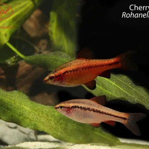 Cherry Barb