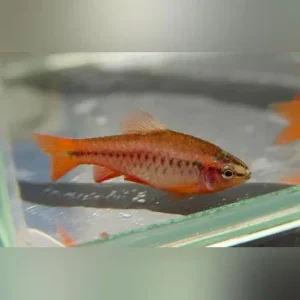 Cherry Barb – Male Only