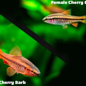 Cherry Barb (Puntius titteya), Tank-Bred
