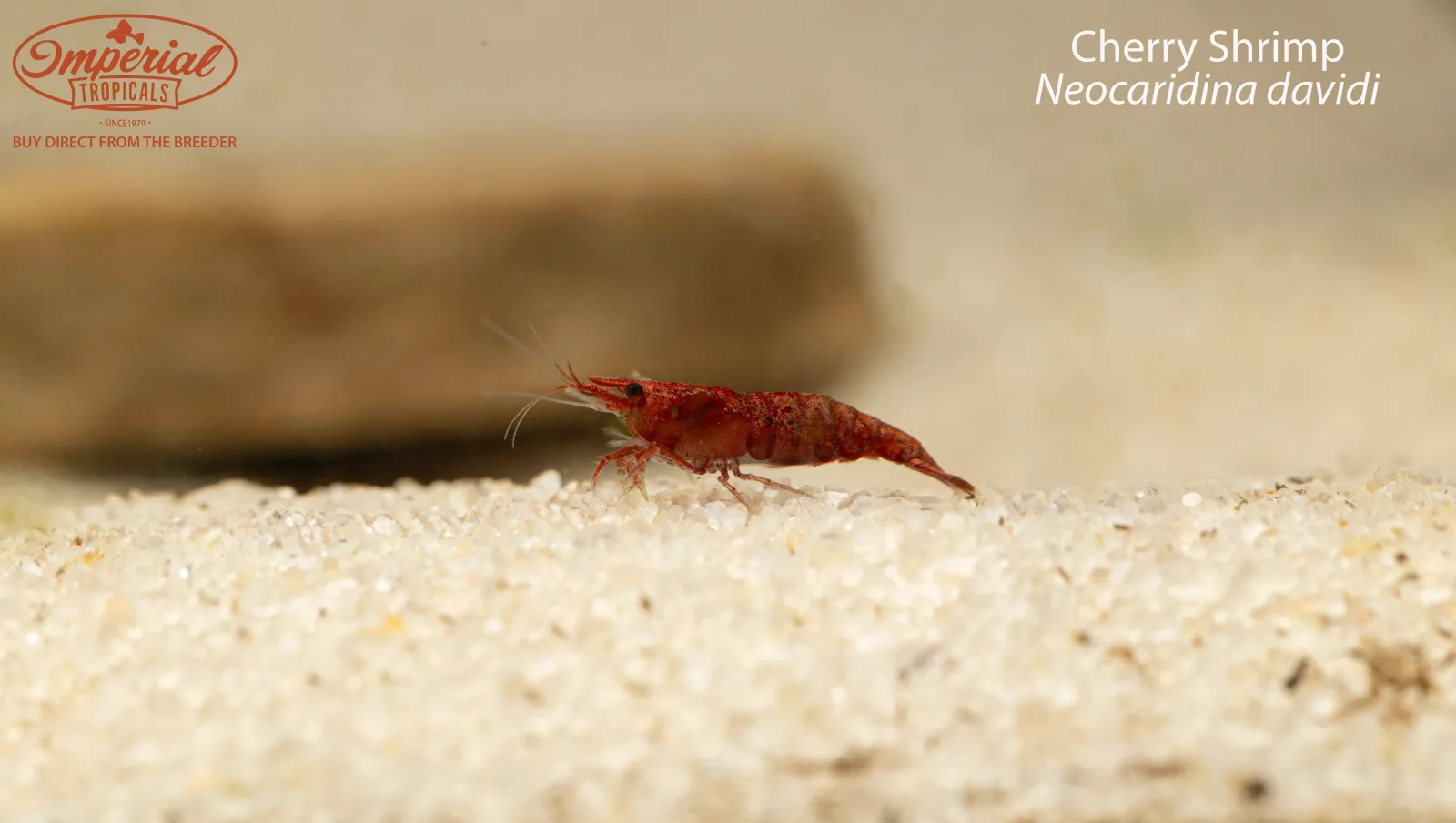 Cherry Shrimp - Image 2