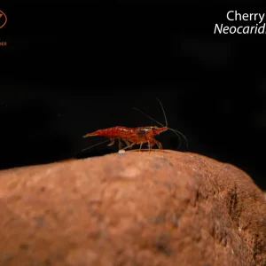 Cherry Shrimp