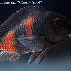 Cherry Spot "Bulu Point" Tropheus