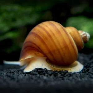 Chestnut AKA Albino Mystery Snail Breeder Combo Box