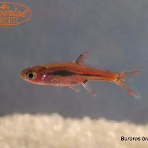 Chili Rasbora