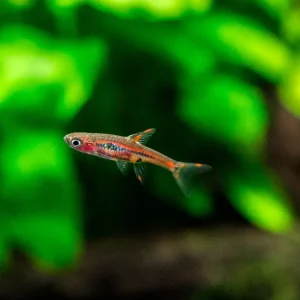 Chili Rasbora AKA Mosquito Rasbora (Boraras brigittae)