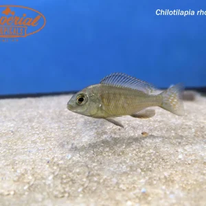 Chilotilapia rhoadesii