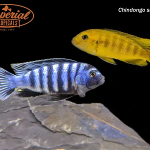 Chindongo saulosi