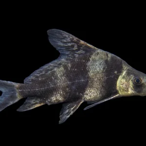 Chinese Hi Fin Banded Shark Loach (Myxocyprinus asiaticus), Captive-Bred!