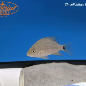 Chisel Tooth Cichlid