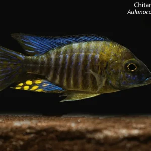 Chitande Peacock