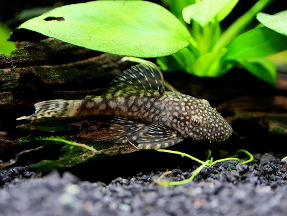 Chocolate Bristlenose Pleco (Ancistrus sp.) – Locally Bred - Image 2
