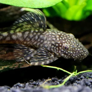 Chocolate Bristlenose Pleco (Ancistrus sp.) – Locally Bred