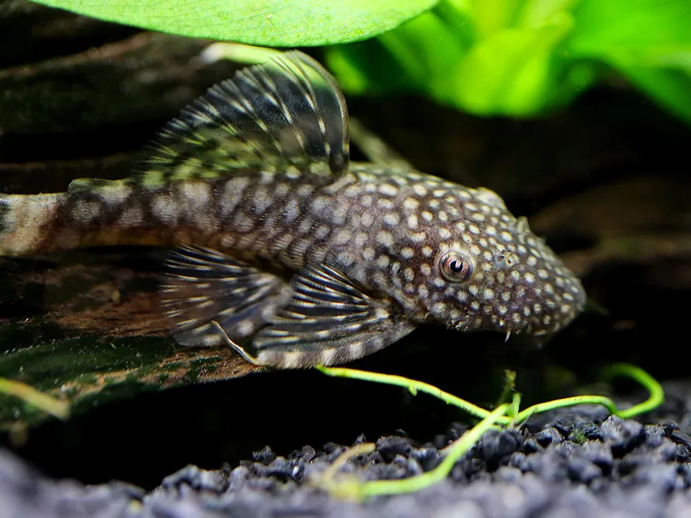 Chocolate Bristlenose Pleco (Ancistrus sp.) – Locally Bred