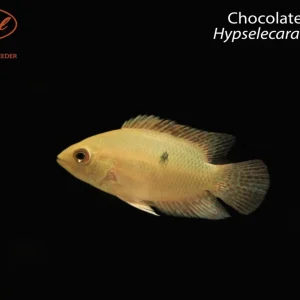 Chocolate Cichlid