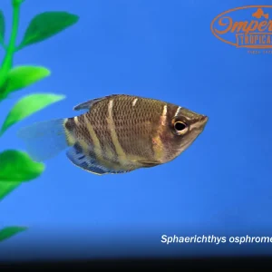 Chocolate Gourami