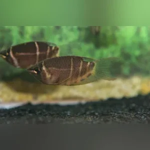 Chocolate Gourami