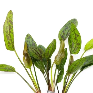 Chocolate Marble Sword Plant (Echinodorus sp. ‘Chocolate Marble’) – Bareroot or Potted
