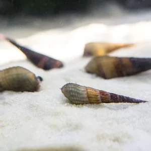 Chopstick Snail (Stenomelania torulosa)