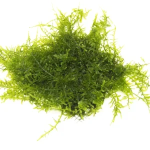 Christmas Moss aka Xmas Moss (Vesicularia montagnei), Loose Portion