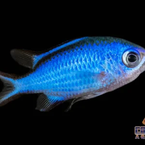 Chromis - Blue Reef