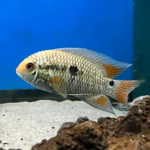 Cichlasoma dimerus