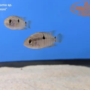 Cichlasoma sp. Maroni