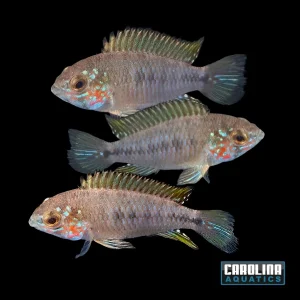 Cichlid - Apisto Borelli Opal Red Face Sml
