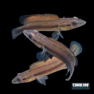Cichlid - Black Jacunda Pike Xingu III Sml