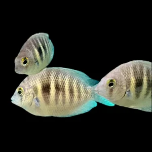 Cichlid - Chromide Canara Pearl Spot Med