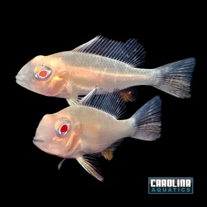 Cichlid - Heckelii Albino 2-2.5in