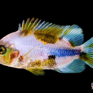 Cichlid - Marble Fenestratus 3in