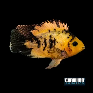 Cichlid - Parrot Yellow Tiger 4-5in