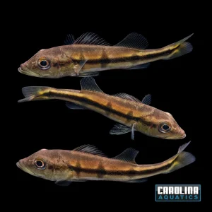 Cichlid - Peacock Bass Temensis 2-2.5in