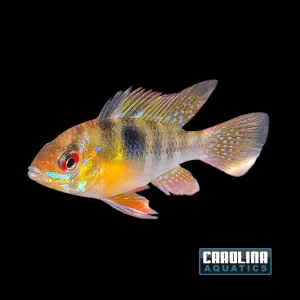 Cichlid - Ram German Blue