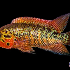 Cichlid - Red Tiger Motaguense 2in