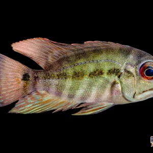 Cichlid - True Parrot XL