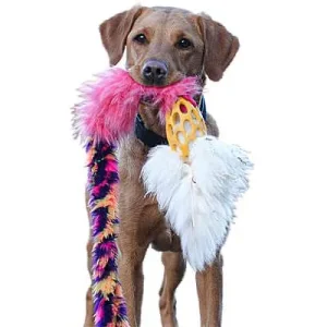 Clean Run Doggie-Zen Bungee Hol-ee Comet Chaser, DZ-7250