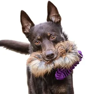 Clean Run Doggie-Zen Bungee Pocket Fox Tug, DZ-7313